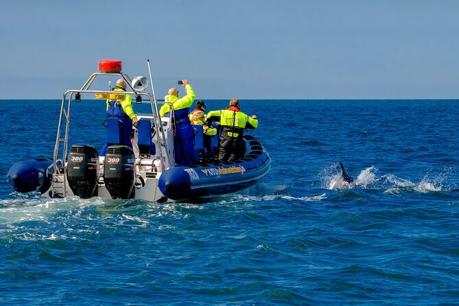 Speedboat Whale Watching Small-Group Tour in Reykjavik - Wildlife you might see (and what to expect if you don’t)
