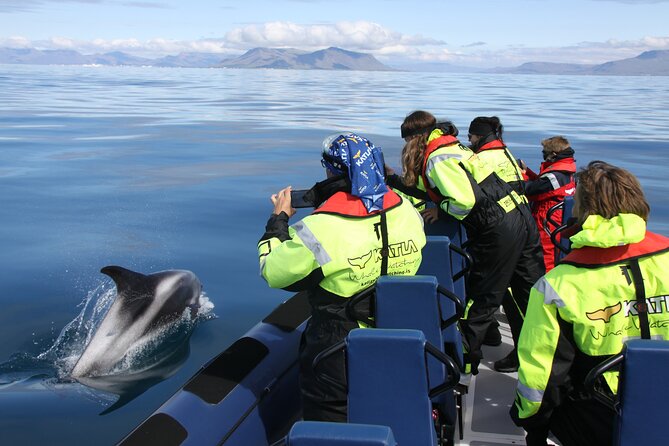 Speedboat Whale Watching Small-Group Tour in Reykjavik - Price and value: why $164 can still be a smart buy