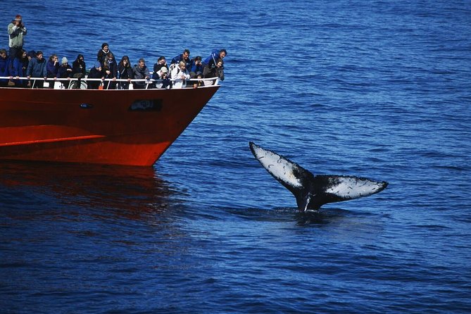 The Original Classic Whale Watching from Reykjavik - Key Things I’d Highlight Before You Go