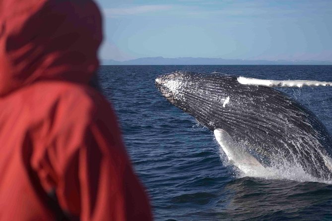 The Original Classic Whale Watching from Reykjavik - Meeting Elding at Ægisgarður: Where the Trip Really Starts