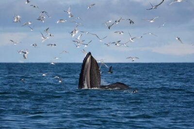 The Original Classic Whale Watching from Reykjavik - Faxafloi Bay Cruise: What You’re Really Searching For