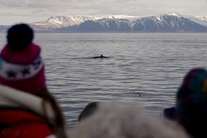 The Original Classic Whale Watching from Reykjavik - Guides, Whale Behavior, and Respect for Wildlife