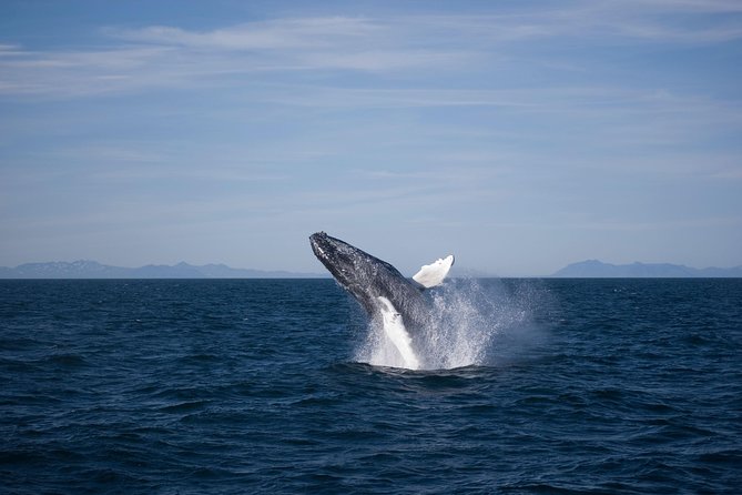 The Original Classic Whale Watching from Reykjavik - What Else You Can See Besides Whales