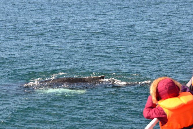 The Original Classic Whale Watching from Reykjavik - Price and Value: Is This $105 Worth It?