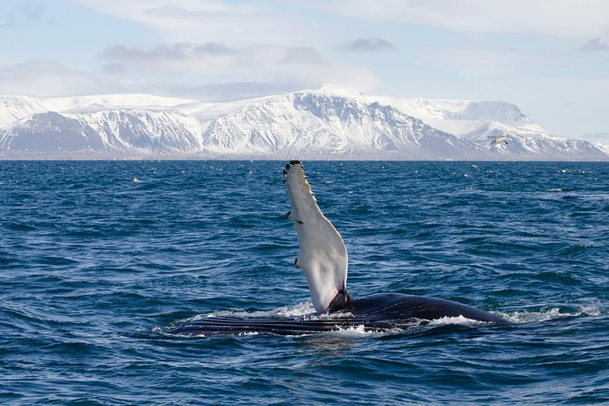The Original Classic Whale Watching from Reykjavik - Weather and Route Changes: The Reykjavik Reality Check