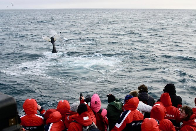 The Original Classic Whale Watching from Reykjavik - Should You Book This Reykjavik Whale Watching Tour?