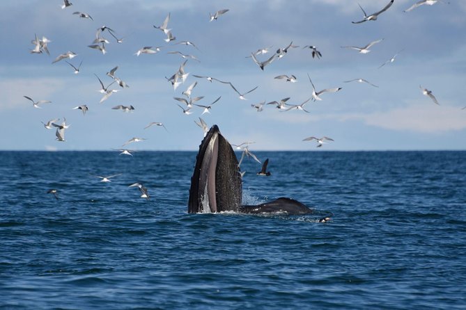 The Original Classic Whale Watching from Reykjavik - Faxafloi Bay Cruise: What You’re Really Searching For
