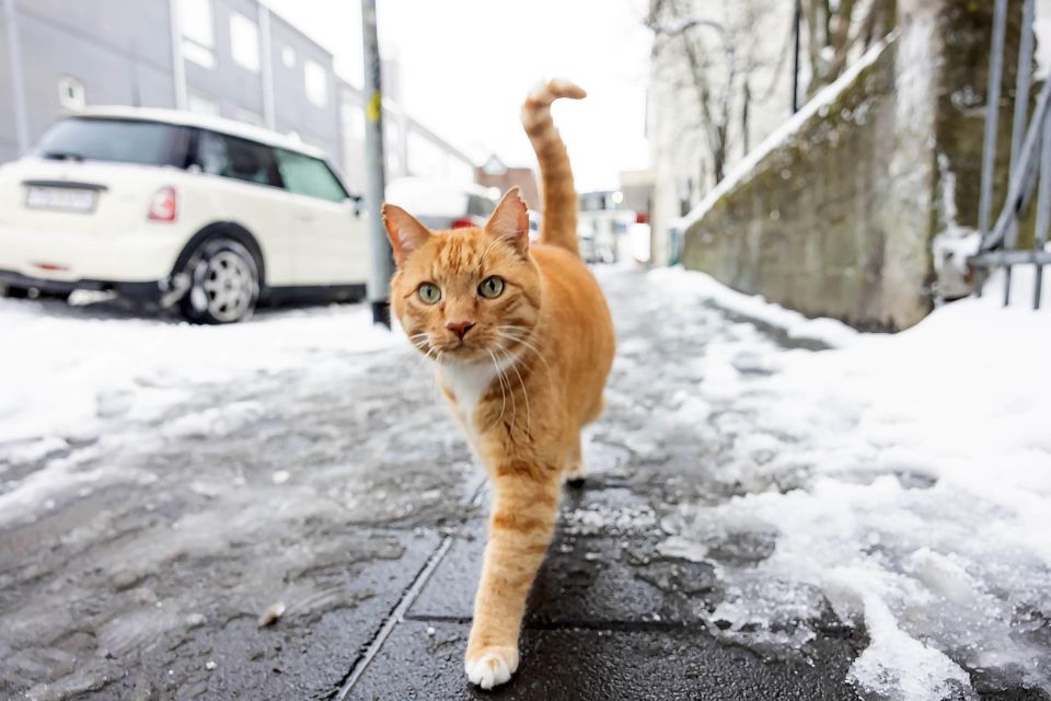 The Private Reykjavik CatWalk - The cat gift store: souvenirs that don’t feel random