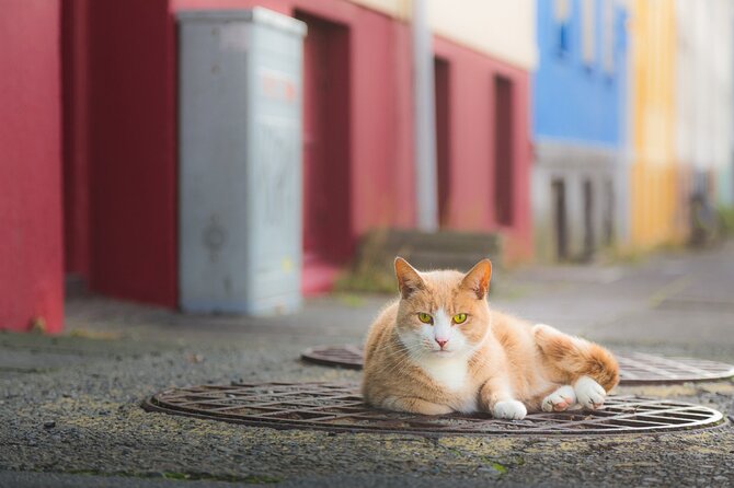 The Reykjavik Cat Walking Tour - Starting at Hlöllabátar and Ingólfstorg: where the story gets its bones