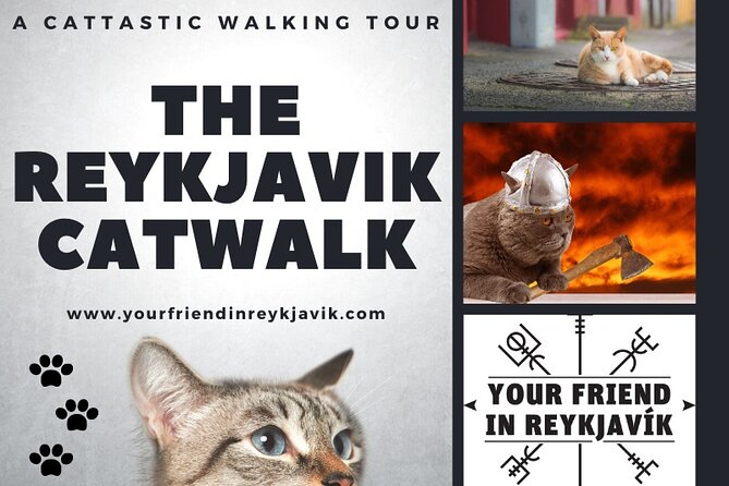 The Reykjavik Cat Walking Tour - Cat sightings reality check (so you don’t feel disappointed)