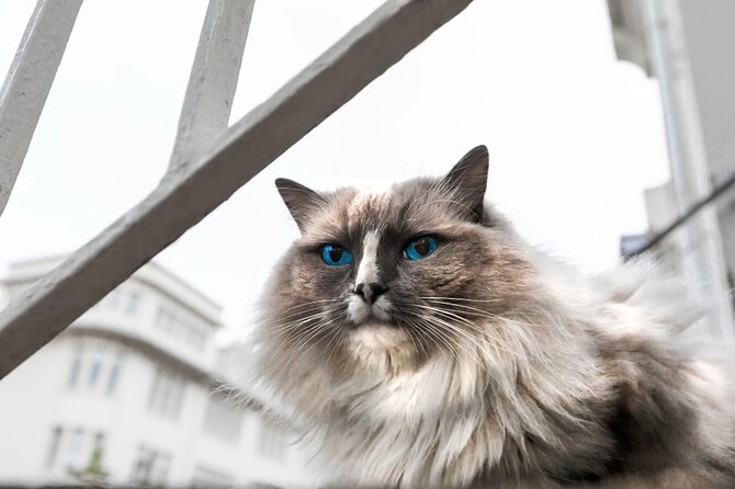 The Reykjavik Cat Walking Tour - The guides: named people, not faceless narration