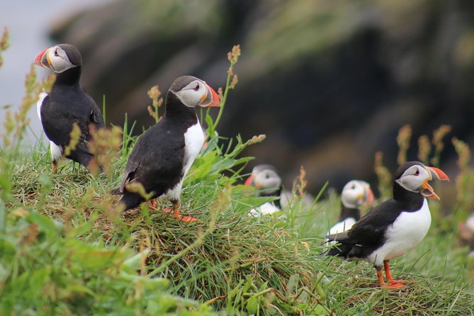 Two-In-One: Whale & Puffin Watching Tours from Reykjavik - Key Points Before You Go