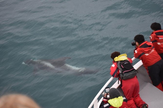 Two-In-One: Whale & Puffin Watching Tours from Reykjavik - What You’re Actually Buying: Two Hunts, Two Different Seas