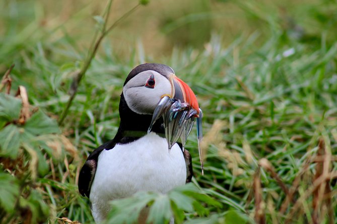 Two-In-One: Whale & Puffin Watching Tours from Reykjavik - Step Two: Whale Watching in Faxaflói Bay (3 Hours of Search Time)