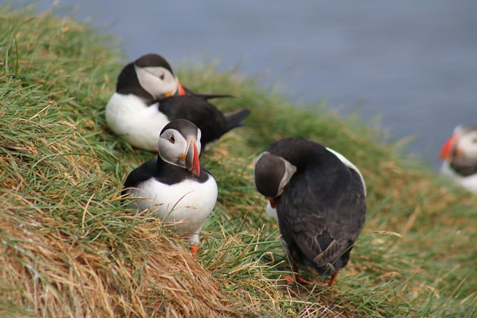 Two-In-One: Whale & Puffin Watching Tours from Reykjavik - Onboard Comfort: Heated Spaces, Gear, and Wi‑Fi