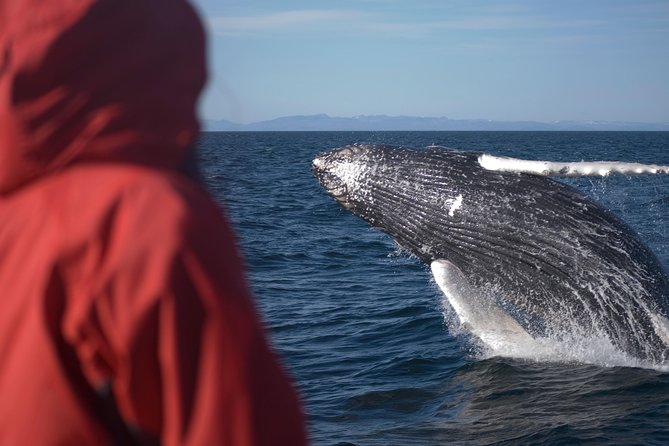 Two-In-One: Whale & Puffin Watching Tours from Reykjavik - Photos, Binoculars, and Reality Checks