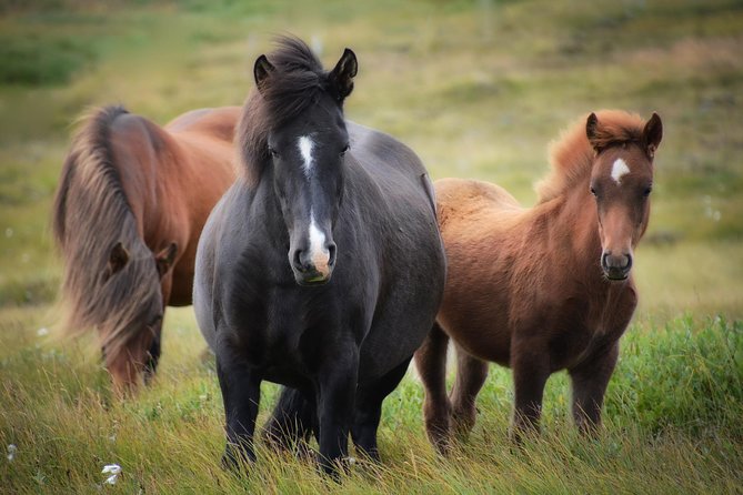Viking Horse Riding and Golden Circle Tour from Reykjavik - Geysir geothermal area and Strokkur: the steam show at the right times