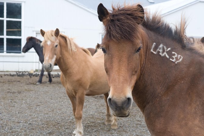 Viking Horse Riding and Golden Circle Tour from Reykjavik - Bus comfort, guide style, and the two-part flow of the day