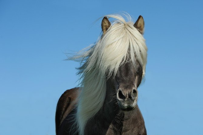 Viking Horse Riding and Golden Circle Tour from Reykjavik - Price and value: what $213.97 buys you (and what it doesn’t)
