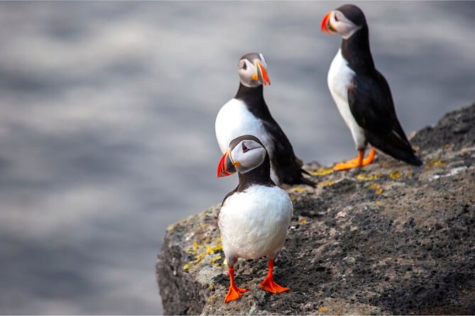 Westman Islands, Volcanoes and Puffins Small Group Tour - Price and value: where the money goes on this $245.55 tour