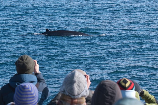 Whale Watching and Golden Circle Tour from Reykjavik - Key points I think matter most
