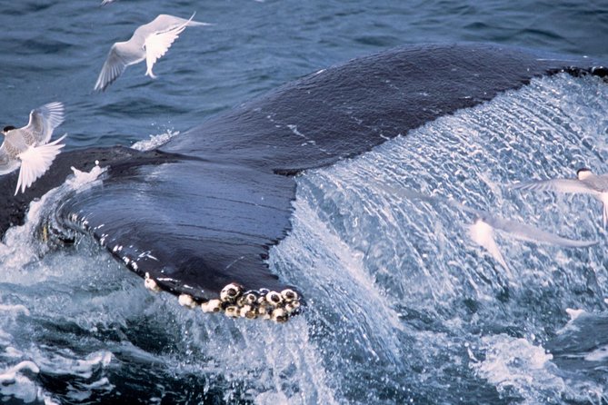 Whale Watching and Golden Circle Tour from Reykjavik - Hveragerði: a geothermal village stop with a calmer feel