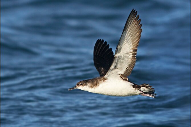 Whale Watching and Marine Life Tour in Reykjavik - Onboard Wildlife Spotting: Guides, Biologists, and Real Instructions