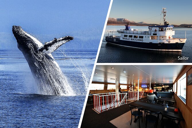 Whale Watching and Marine Life Tour in Reykjavik - Harpa From the Water: Reykjavik’s Glass Icon in Motion