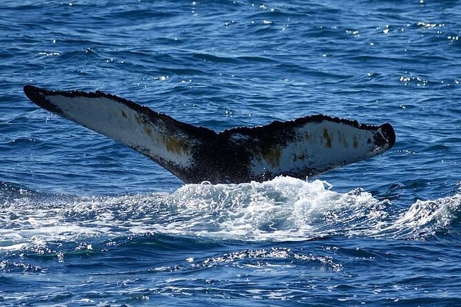 Whale Watching and Marine Life Tour in Reykjavik - What Marine Life You Might Actually See (All Year, Not Just Summer)