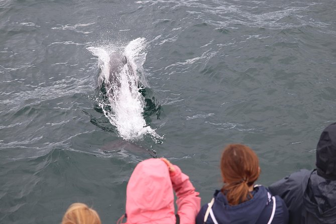 Whale Watching and Northern Lights Half-Day Combo Tour - Reykjavik start at Geirsgata 11: how the day actually works