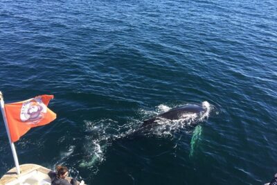 Whale Watching and Northern Lights Half-Day Combo Tour - Whale watching on a warm, practical boat (and why it matters)