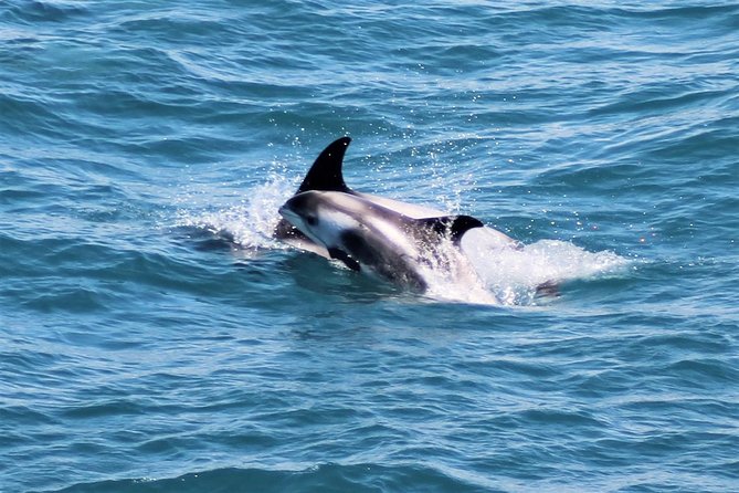 Whale Watching and Northern Lights Half-Day Combo Tour - Price and value: is $176 per person a good deal?