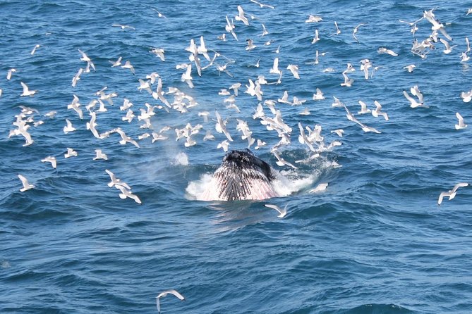 Whale Watching and Northern Lights Half-Day Combo Tour - Who should book this whale + northern lights combo?