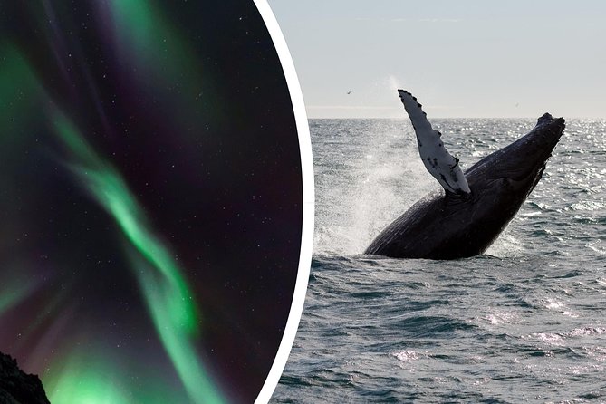 Whale Watching and Northern Lights Half-Day Combo Tour - Should you book this Reykjavik whale watching and northern lights combo?