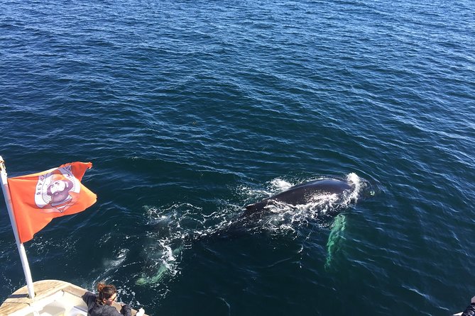 Whale Watching and Northern Lights Half-Day Combo Tour - Whale watching on a warm, practical boat (and why it matters)