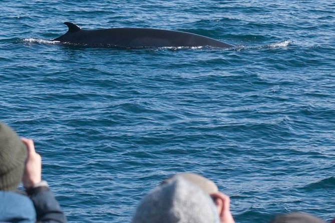 Whale Watching & ATV Adventure from Reykjavik - From pickup to quad gear: what to expect before you ride