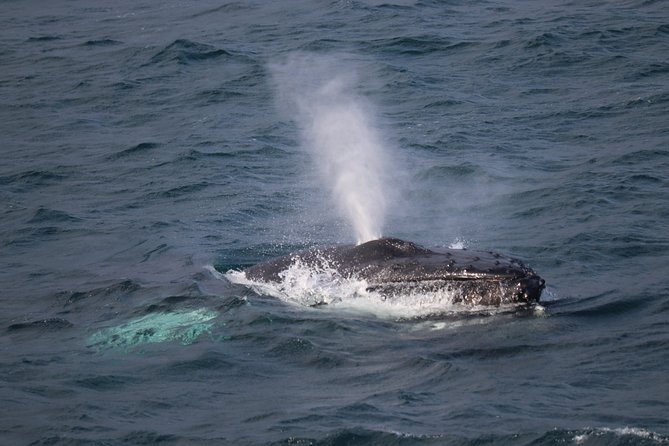 Whale-Watching Boat Tour with Expert Guide from Reykjavik - Key Highlights You’ll Actually Care About