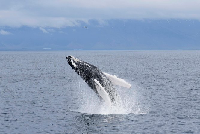 Whale-Watching Boat Tour with Expert Guide from Reykjavik - Reykjavik Whale Watching in Real-Time: Why This Cruise Fits Iceland