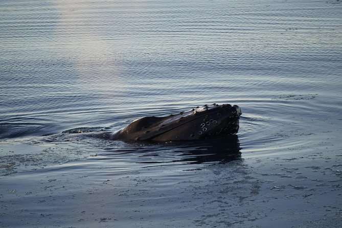Whale-Watching Boat Tour with Expert Guide from Reykjavik - Whale Species You’ll Be Watching For (and How to Spot Them)
