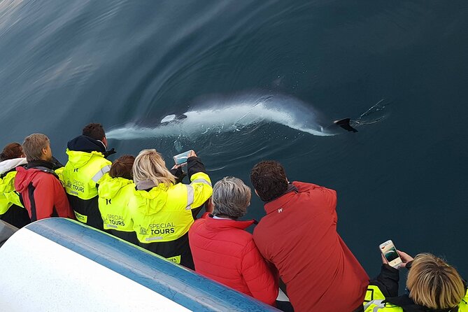 Whale-Watching Boat Tour with Expert Guide from Reykjavik - Expert Naturalist Guide: Commentary, Systems, and Questions Worth Asking