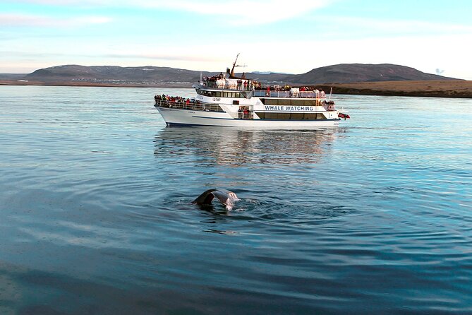 Whale-Watching Boat Tour with Expert Guide from Reykjavik - Boat Reality Check: Ferry Size, Speed, and the Weather Factor