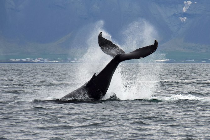 Whale-Watching Boat Tour with Expert Guide from Reykjavik - Price and Value: What $86.51 Buys You (Beyond the Whale Odds)