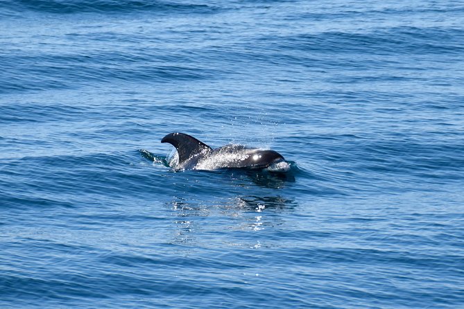 Whale-Watching Boat Tour with Expert Guide from Reykjavik - Who This Tour Suits Best (and Who Might Want a Different Day)