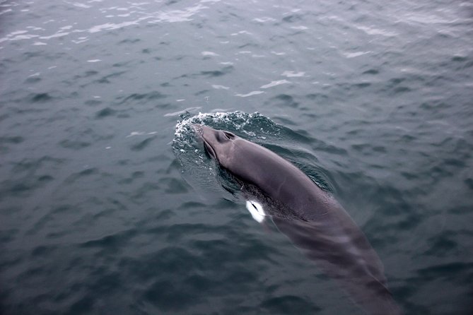 Whale-Watching Boat Tour with Expert Guide from Reykjavik - How the 2.5 or 3.5-Hour Cruise Plays Out (What to Expect, Not Fantasize)