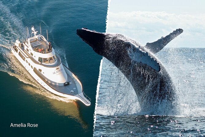 Whale Watching Cruise on a Yacht in Reykjavik - Viðey Island: big views, calm nature, and a smoother rhythm
