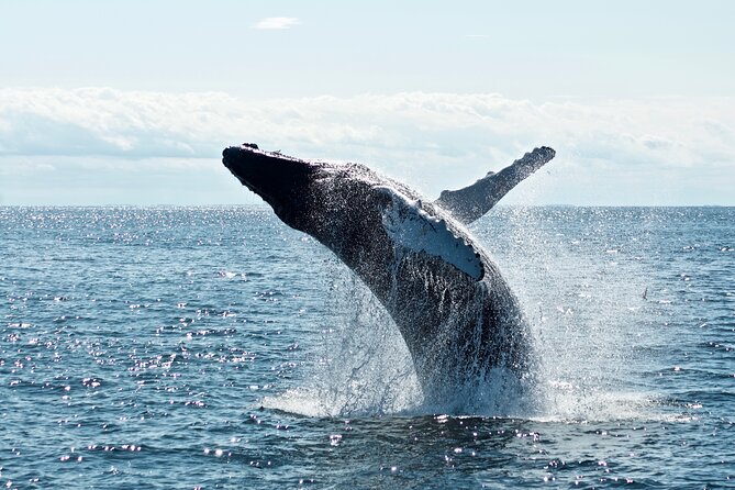 Whale Watching Cruise on a Yacht in Reykjavik - Harpa from the water: seeing Reykjavik’s landmark in a new way
