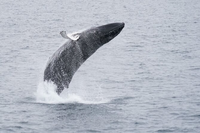 Whale Watching Cruise on a Yacht in Reykjavik - Waiting for whales: how the crew’s strategy affects your day