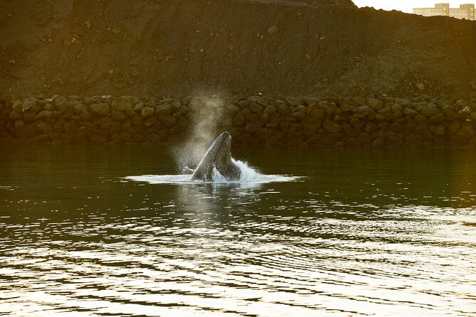 Whale Watching Cruise on a Yacht in Reykjavik - Price and value: is $102 reasonable for 3 hours?