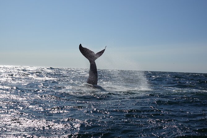 Whale Watching Cruise on a Yacht in Reykjavik - Engey and Lundey: Puffins and island drama near the capital