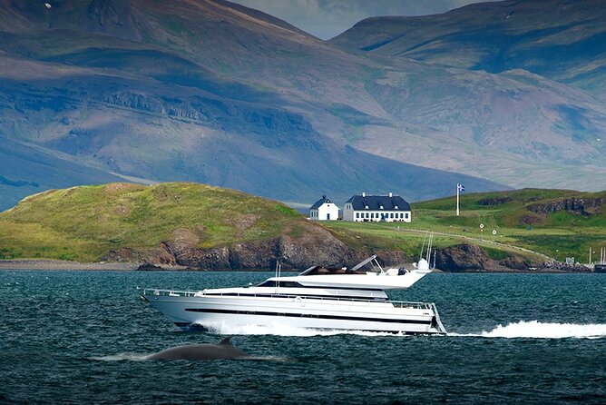 Whale Watching & Dolphin Yacht Cruise - The onboard guide: learning on the move (and what to watch for)